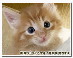 ノルウェージャンフォレストキャット