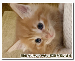 ノルウェージャンフォレストキャット