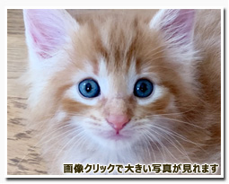 ノルウェージャンフォレストキャット