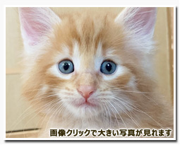 ノルウェージャンフォレストキャット