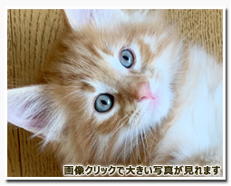 ノルウェージャンフォレストキャット