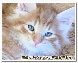 ノルウェージャンフォレストキャット