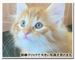 ノルウェージャンフォレストキャット