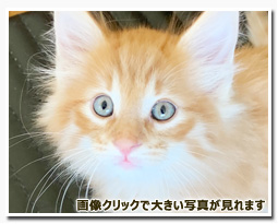 ノルウェージャンフォレストキャット