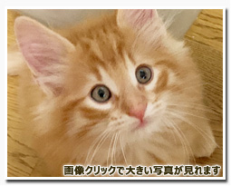 ノルウェージャンフォレストキャット