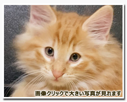 ノルウェージャンフォレストキャット