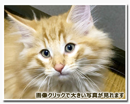 ノルウェージャンフォレストキャット