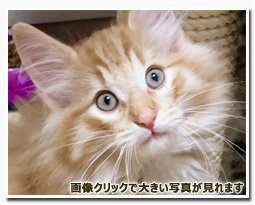 ノルウェージャンフォレストキャット