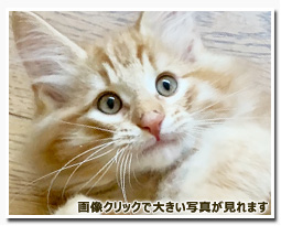 ノルウェージャンフォレストキャット