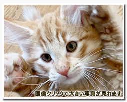 ノルウェージャンフォレストキャット