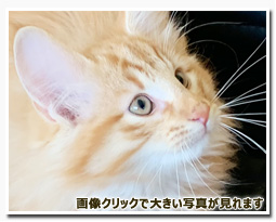 ノルウェージャンフォレストキャット