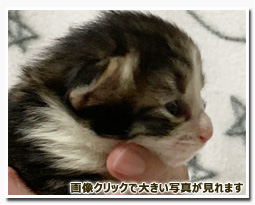 ノルウェージャンフォレストキャット