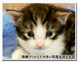 ノルウェージャンフォレストキャット