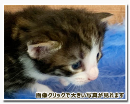 ノルウェージャンフォレストキャット