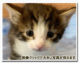 ノルウェージャンフォレストキャット