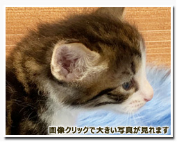 ノルウェージャンフォレストキャット