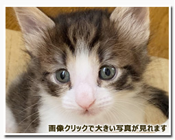 ノルウェージャンフォレストキャット