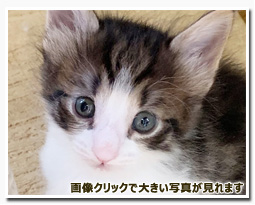 ノルウェージャンフォレストキャット