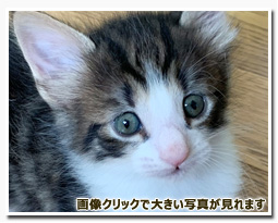 ノルウェージャンフォレストキャット