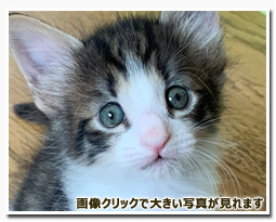 ノルウェージャンフォレストキャット