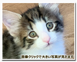 ノルウェージャンフォレストキャット