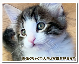 ノルウェージャンフォレストキャット