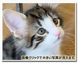 ノルウェージャンフォレストキャット