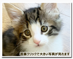 ノルウェージャンフォレストキャット