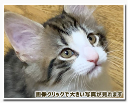 ノルウェージャンフォレストキャット