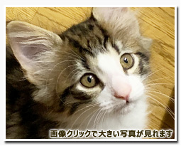 ノルウェージャンフォレストキャット