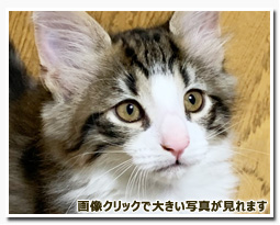 ノルウェージャンフォレストキャット