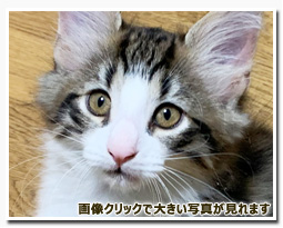 ノルウェージャンフォレストキャット