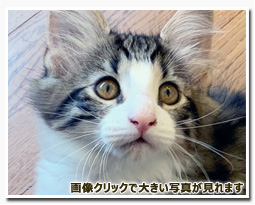 ノルウェージャンフォレストキャット