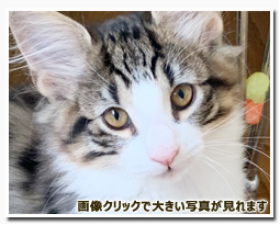 ノルウェージャンフォレストキャット