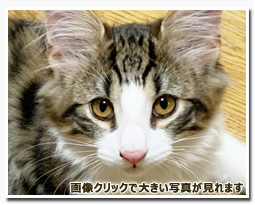 ノルウェージャンフォレストキャット