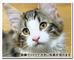 ノルウェージャンフォレストキャット