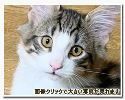 ノルウェージャンフォレストキャット