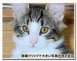 ノルウェージャンフォレストキャット