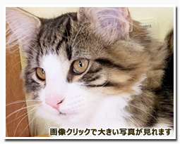 ノルウェージャンフォレストキャット