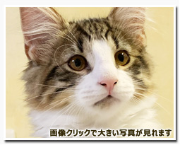 ノルウェージャンフォレストキャット