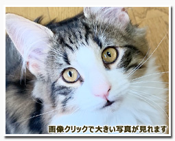 ノルウェージャンフォレストキャット