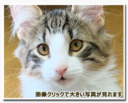 ノルウェージャンフォレストキャット