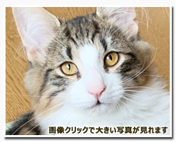 ノルウェージャンフォレストキャット