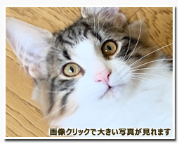 ノルウェージャンフォレストキャット