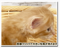 ノルウェージャンフォレストキャット