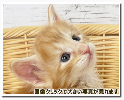 ノルウェージャンフォレストキャット