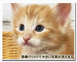 ノルウェージャンフォレストキャット