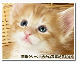 ノルウェージャンフォレストキャット