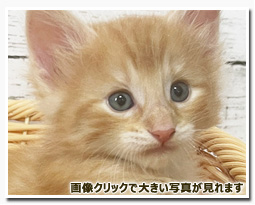 ノルウェージャンフォレストキャット