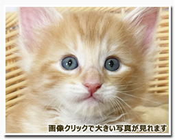 ノルウェージャンフォレストキャット